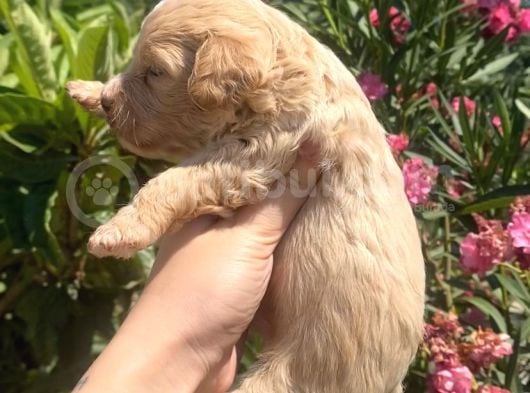 2 Aylık Maltipoo Yavruları görsel