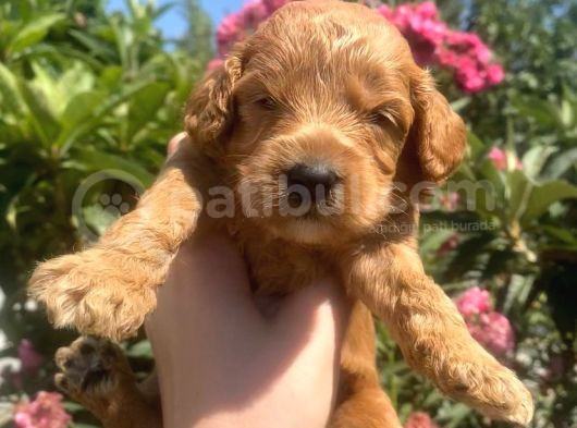 Toy Poodle Yavruları görsel