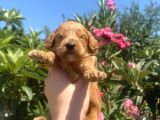 2 aylık maltipoo yavruları