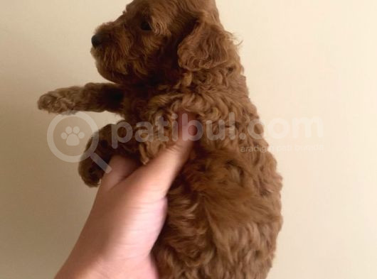 Kore Poodle Yavruları görsel