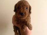 Kore Poodle Yavruları