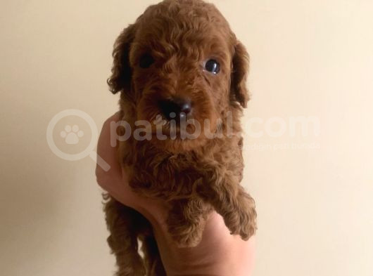 Kore Poodle Yavruları görsel