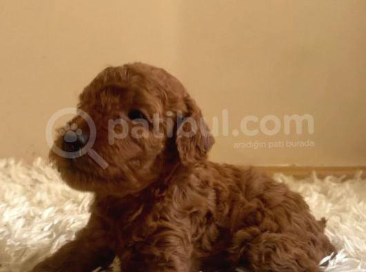 Kore Poodle Yavruları görsel