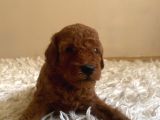 Kore Poodle Yavruları