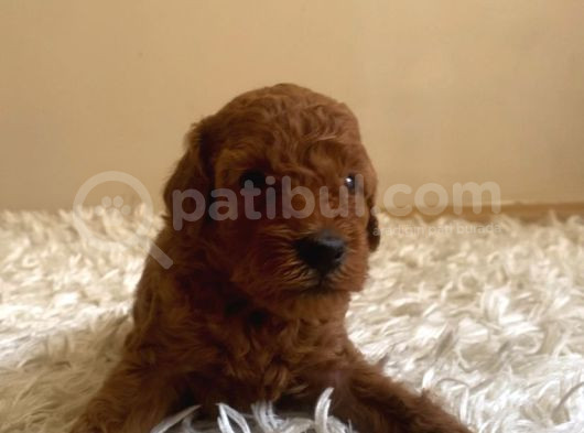 Kore Poodle Yavruları görsel