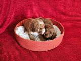 Scrli Babadan Ev Üretimi F3 Maltipoo Yavrularımız