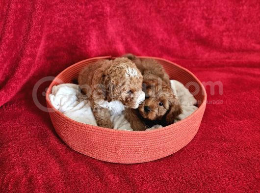 Scrli Babadan Ev Üretimi F3 Maltipoo Yavrularımız görsel