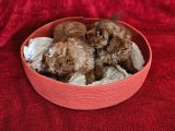 Scrli Babadan Ev Üretimi F3 Maltipoo Yavrularımız