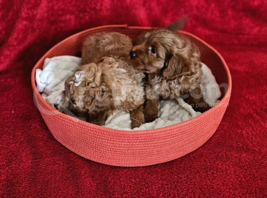 Scrli Babadan Ev Üretimi F3 Maltipoo Yavrularımız görsel