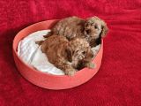 Scrli Babadan Ev Üretimi F3 Maltipoo Yavrularımız