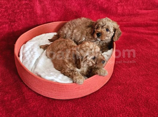 Scrli Babadan Ev Üretimi F3 Maltipoo Yavrularımız görsel