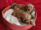 Scrli Babadan Ev Üretimi F3 Maltipoo Yavrularımız