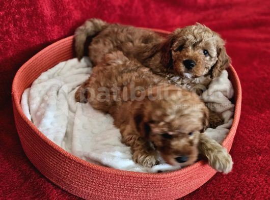 Scrli Babadan Ev Üretimi F3 Maltipoo Yavrularımız görsel