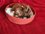Scrli Babadan Ev Üretimi F3 Maltipoo Yavrularımız