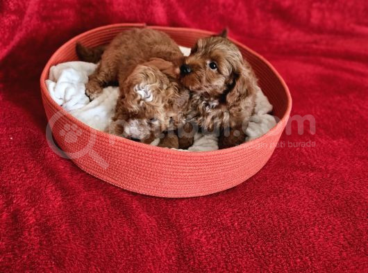 Scrli Babadan Ev Üretimi F3 Maltipoo Yavrularımız görsel