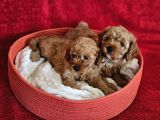 Scrli Babadan Ev Üretimi F3 Maltipoo Yavrularımız