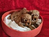 Scrli Babadan Ev Üretimi F3 Maltipoo Yavrularımız