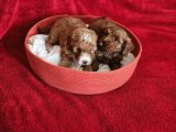 Scrli Babadan Ev Üretimi F3 Maltipoo Yavrularımız