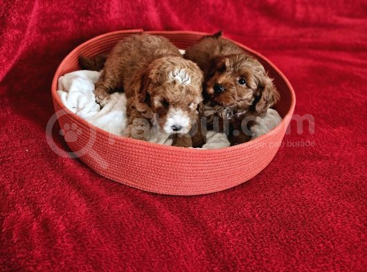 Scrli Babadan Ev Üretimi F3 Maltipoo Yavrularımız görsel