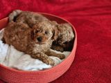 Scrli Babadan Ev Üretimi F3 Maltipoo Yavrularımız