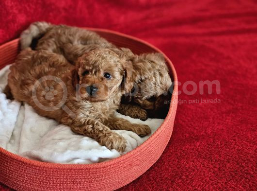 Scrli Babadan Ev Üretimi F3 Maltipoo Yavrularımız görsel
