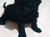 Fci̇ Scr Li̇ Anne Babadan Black Poodle Yavrularimiz