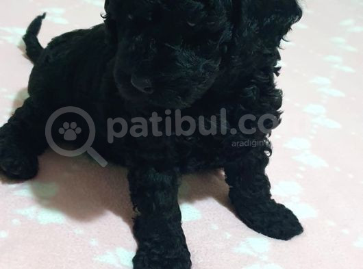 Fci̇ Scr Li̇ Anne Babadan Black Poodle Yavrularimiz görsel
