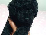 Fci̇ Scr Li̇ Anne Babadan Black Poodle Yavrularimiz