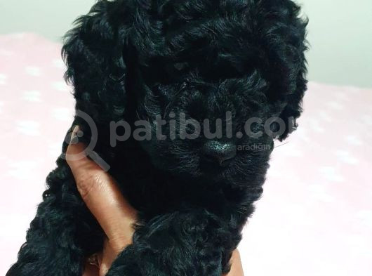 Fci̇ Scr Li̇ Anne Babadan Black Poodle Yavrularimiz görsel
