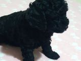 Fci̇ Scr Li̇ Anne Babadan Black Poodle Yavrularimiz