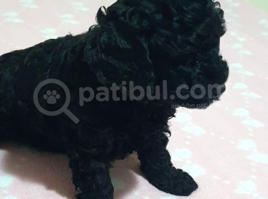 Fci̇ Scr Li̇ Anne Babadan Black Poodle Yavrularimiz görsel