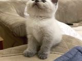 3 Yavru Kedi 1 Beyaz 2 gri Scotish