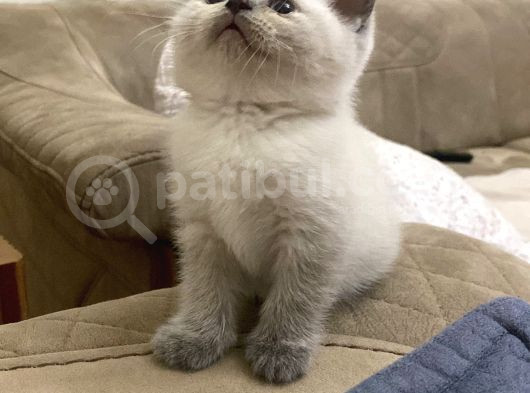 3 Yavru Kedi 1 Beyaz 2 Gri Scotish