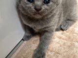 3 Yavru Kedi 1 Beyaz 2 Gri Scotish