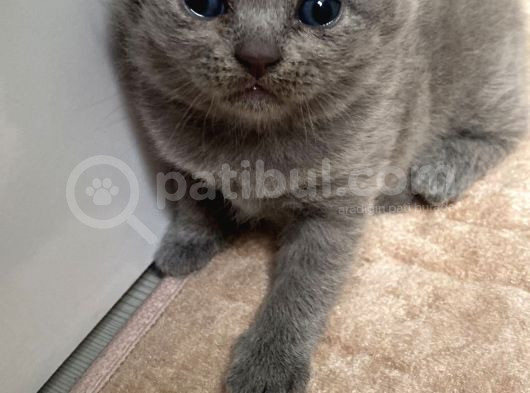 3 Yavru Kedi 1 Beyaz 2 Gri Scotish görsel
