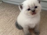 3 Yavru Kedi 1 Beyaz 2 Gri Scotish