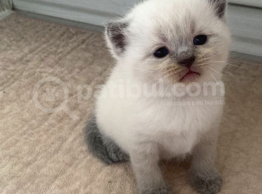 3 Yavru Kedi 1 Beyaz 2 Gri Scotish görsel