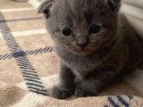 3 Yavru Kedi 1 Beyaz 2 Gri Scotish
