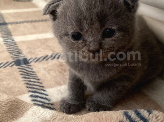 3 Yavru Kedi 1 Beyaz 2 Gri Scotish görsel