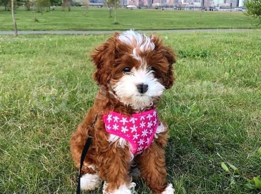 Kıpkırmızı Red Tooy Poodle Sevimli Yavrular  görsel