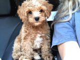 Kahve tonlu mini boy puppy sevimli yavrular MALTİPO CİNSİ 