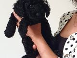Fci̇ Scr Li̇ Anne Babadan Black Poodle Yavrularimiz
