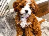 Red Braw Kıpkırmızı Ev Üretimi Tooy Poodle 