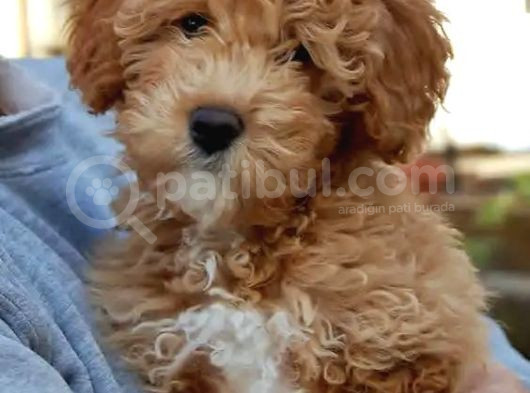 Kahve Tonlu Mini Boy Puppy Sevimli Yavrular Malti̇po Ci̇nsi̇  görsel