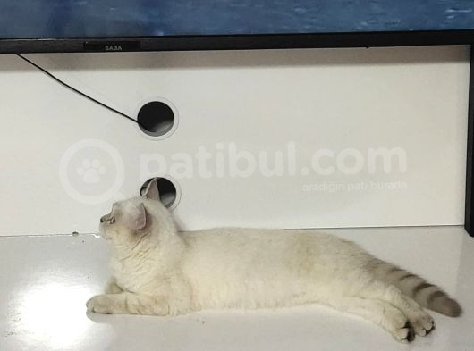 Acil Kızımızı Sahiplendirme görsel