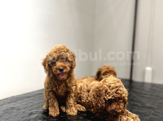 Toy Poodle Kahverengi̇ Red Brown Bebekler Sevi̇mli̇ Ev Bakimi görsel