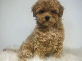 Kahve Tonlu Puppy Kıvırcık Tüylü Malti̇po Ci̇nsi̇ 