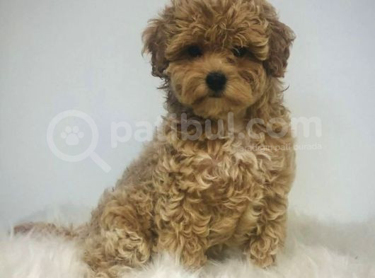 Kahve Tonlu Puppy Kıvırcık Tüylü Malti̇po Ci̇nsi̇  görsel