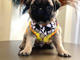 Şhow Kalite Pug Mops