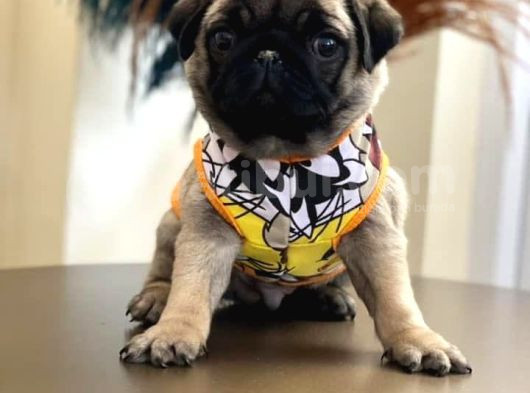 Şhow Kalite Pug Mops görsel